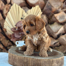 Load image into Gallery viewer, ARLO - Male Toy Cavoodle - Ready for Home NOW