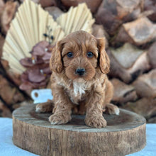 Load image into Gallery viewer, ARLO - Male Toy Cavoodle - Ready for Home NOW