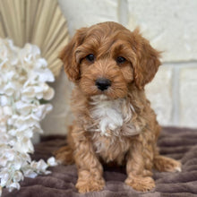Load image into Gallery viewer, ARLO - Male Toy Cavoodle - Ready for Home NOW