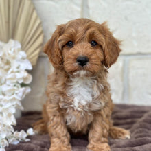 Load image into Gallery viewer, ARLO - Male Toy Cavoodle - Ready for Home NOW