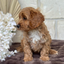 Load image into Gallery viewer, ARLO - Male Toy Cavoodle - Ready for Home NOW