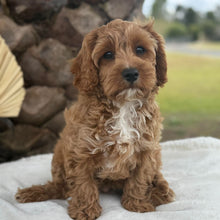 Load image into Gallery viewer, ARLO - Male Toy Cavoodle - Ready for Home NOW