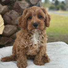 Load image into Gallery viewer, ARLO - Male Toy Cavoodle - Ready for Home NOW