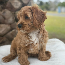 Load image into Gallery viewer, ARLO - Male Toy Cavoodle - Ready for Home NOW