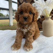 Load image into Gallery viewer, ARLO - Male Toy Cavoodle - Ready 22nd Feb
