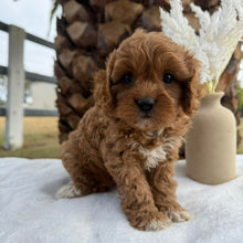 Load image into Gallery viewer, ARLO - Male Toy Cavoodle - Ready 22nd Feb