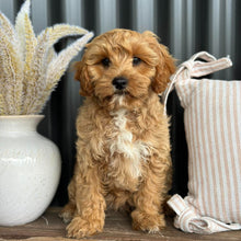 Load image into Gallery viewer, ARROW - Male Toy Cavoodle - Ready NOW