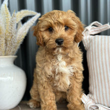 Load image into Gallery viewer, ARROW - Male Toy Cavoodle - Ready NOW
