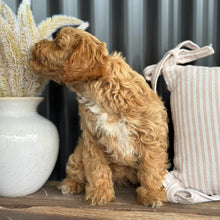 Load image into Gallery viewer, ARROW - Male Toy Cavoodle - Ready NOW