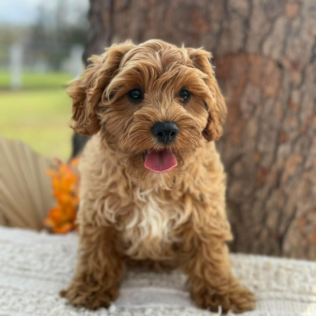 .✨ARROW - Male Toy Cavoodle - WEBSITE LAUNCH SPECIAL