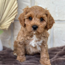 Load image into Gallery viewer, ARROW - Male Toy Cavoodle - Ready 5th Sept