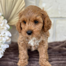 Load image into Gallery viewer, ARROW - Male Toy Cavoodle - Ready 5th Sept