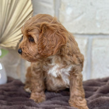Load image into Gallery viewer, ARROW - Male Toy Cavoodle - Ready 5th Sept