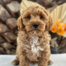 Load image into Gallery viewer, ARROW - Male Toy Cavoodle - Ready 5th Sept