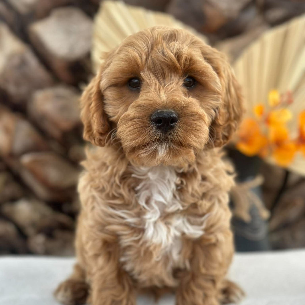 .✨ARROW - Male Toy Cavoodle - Ready Now