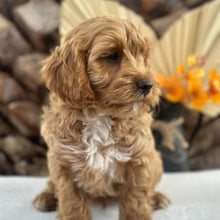 Load image into Gallery viewer, ARROW - Male Toy Cavoodle - Ready 5th Sept