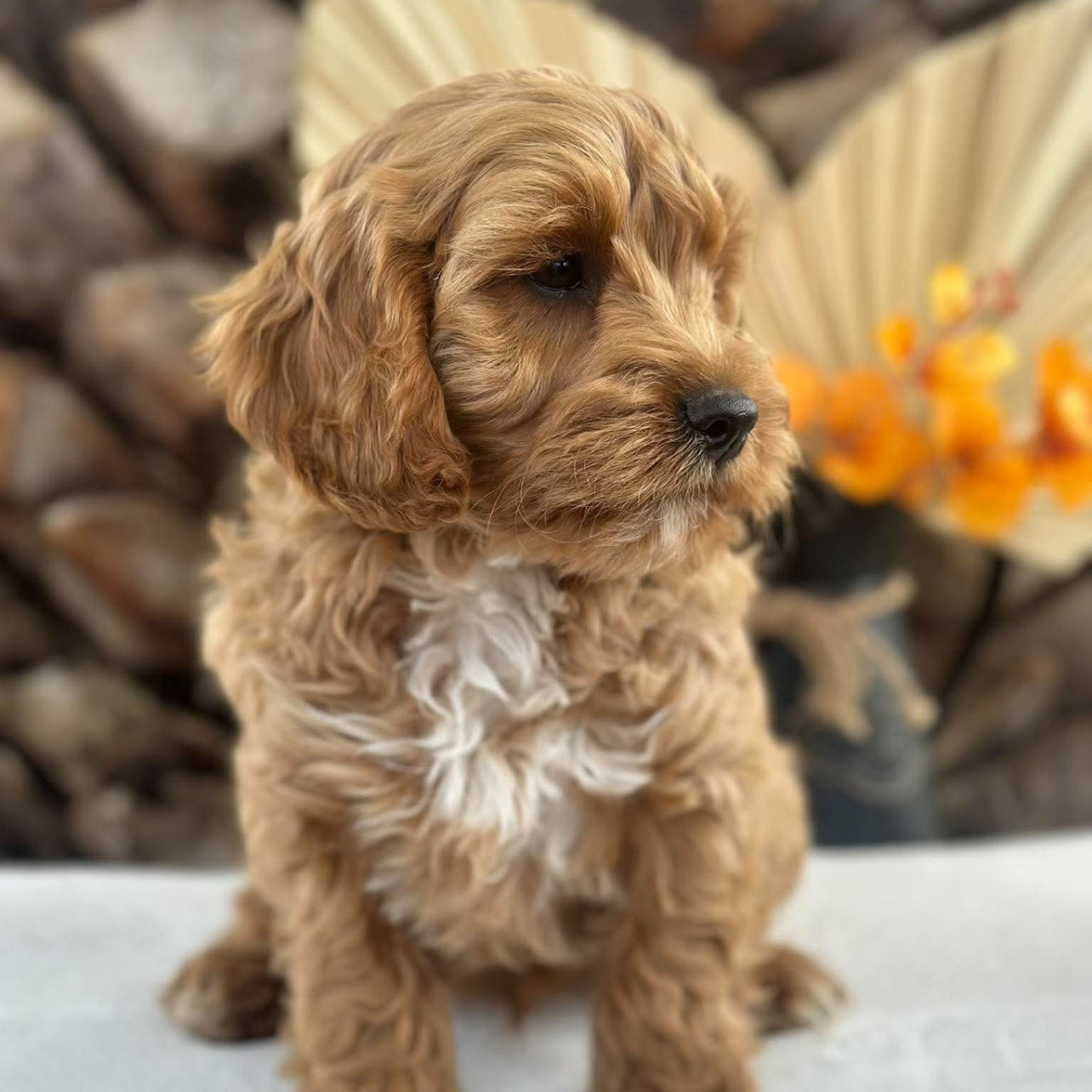 .✨ARROW - Male Toy Cavoodle - Ready Now