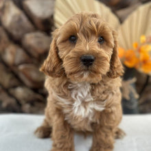 Load image into Gallery viewer, ARROW - Male Toy Cavoodle - Ready 5th Sept