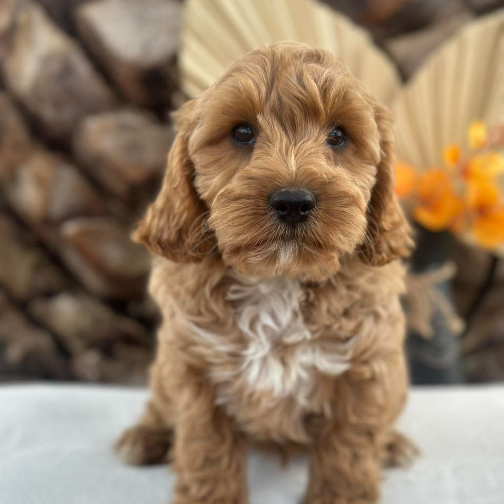 .✨ARROW - Male Toy Cavoodle - Ready Now