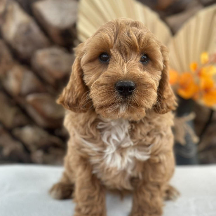 . KIP - Male Toy Cavoodle - Ready Now