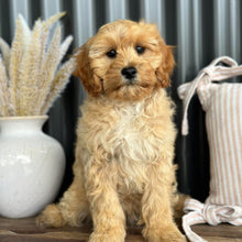 Load image into Gallery viewer, ASHA - Female Toy Cavoodle - Ready for Home NOW