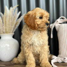 Load image into Gallery viewer, ASHA - Female Toy Cavoodle - Ready for Home NOW