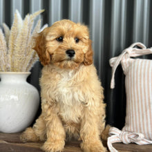 Load image into Gallery viewer, ASHA - Female Toy Cavoodle - Ready for Home NOW