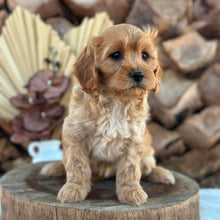 Load image into Gallery viewer, ASHA - Female Toy Cavoodle - Ready for Home NOW