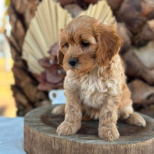 Load image into Gallery viewer, ASHA - Female Toy Cavoodle - Ready for Home NOW