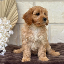 Load image into Gallery viewer, ASHA - Female Toy Cavoodle - Ready for Home NOW