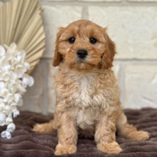Load image into Gallery viewer, ASHA - Female Toy Cavoodle - Ready for Home NOW