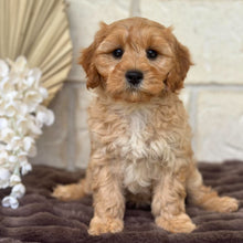 Load image into Gallery viewer, ASHA - Female Toy Cavoodle - Ready for Home NOW