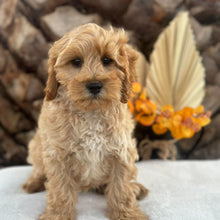 Load image into Gallery viewer, ASHA - Female Toy Cavoodle - Ready for Home NOW