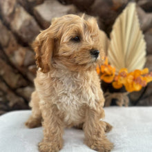 Load image into Gallery viewer, ASHA - Female Toy Cavoodle - Ready for Home NOW