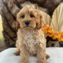 Load image into Gallery viewer, ASHA - Female Toy Cavoodle - Ready for Home NOW