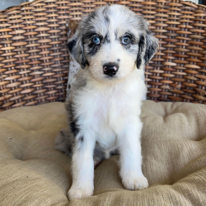 AUDREY - Female Aussie Doodle - Ready 25th May