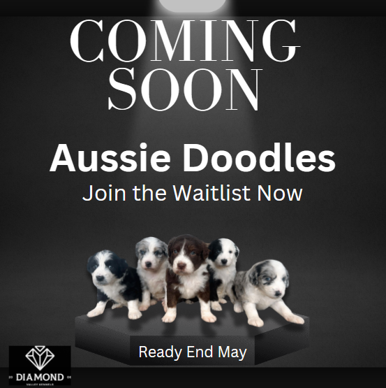 COMING SOON - AUSSIE DOODLES -  Ready Mid May