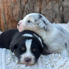 Load image into Gallery viewer, Male &amp; Female - AUSTRALIAN SHEPHERDS - Ready 17th July
