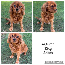 Load image into Gallery viewer, LEO - Male Toy Cavoodle - ready 21st June