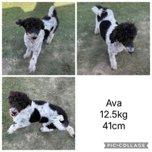Load image into Gallery viewer, ARIA - Female Mini American Doodle (Aussie Doodle) - Ready 13th June