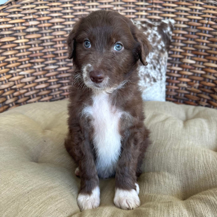 AXEL - Male Aussie Doodle - Ready 25th May