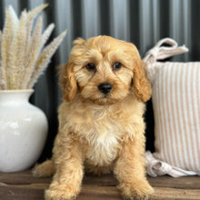Load image into Gallery viewer, AXEL - Male Toy Cavoodle - WEBSITE LAUNCH SPECIAL