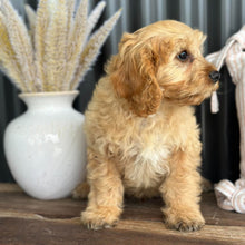 Load image into Gallery viewer, AXEL - Male Toy Cavoodle - WEBSITE LAUNCH SPECIAL