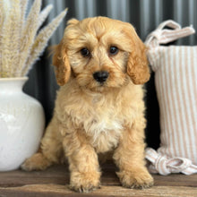 Load image into Gallery viewer, AXEL - Male Toy Cavoodle - WEBSITE LAUNCH SPECIAL