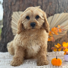 Load image into Gallery viewer, AXEL - Male Toy Cavoodle - WEBSITE LAUNCH SPECIAL