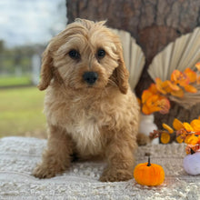 Load image into Gallery viewer, AXEL - Male Toy Cavoodle - WEBSITE LAUNCH SPECIAL