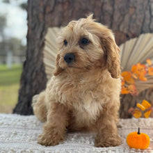 Load image into Gallery viewer, AXEL - Male Toy Cavoodle - WEBSITE LAUNCH SPECIAL