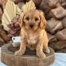 Load image into Gallery viewer, AXEL - Male Toy Cavoodle - Ready 5th Sept