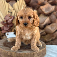 Load image into Gallery viewer, AXEL - Male Toy Cavoodle - Ready 5th Sept