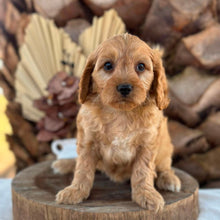 Load image into Gallery viewer, AXEL - Male Toy Cavoodle - Ready 5th Sept